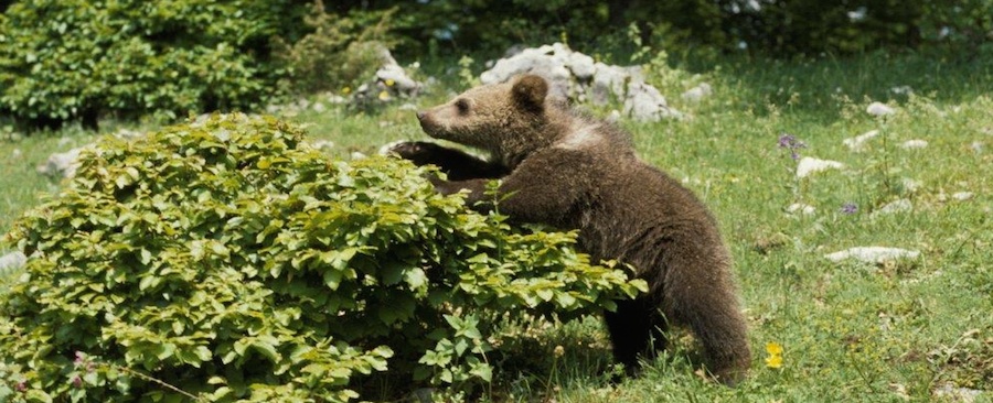 Attività ricreative nel paese di Corvaro, per i camperisti che parteciperanno all' adunata degli Alpini a L'Aquila